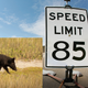 Illustration for article titled The Biggest Threat To Texas Insane 85 MPH Highway? Packs Of Feral Hogs, Apparently